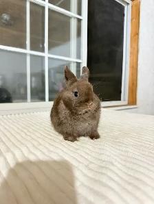 Tiny Netherland Dwarf baby bunnies - Photo 3