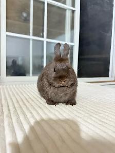 Tiny Netherland Dwarf baby bunnies - Photo 6
