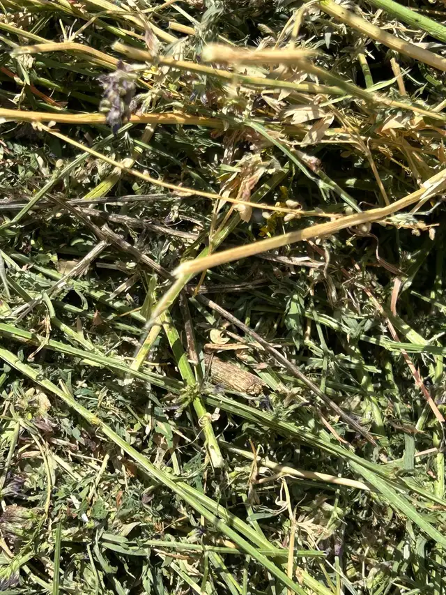 Pure Alfalfa Hay