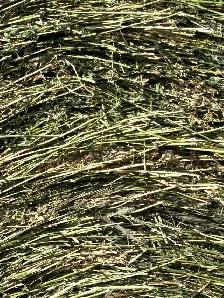 Pure Alfalfa Hay - Photo 2