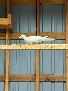 Ring Necked Doves
