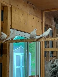 Ring Necked Doves - Photo 2