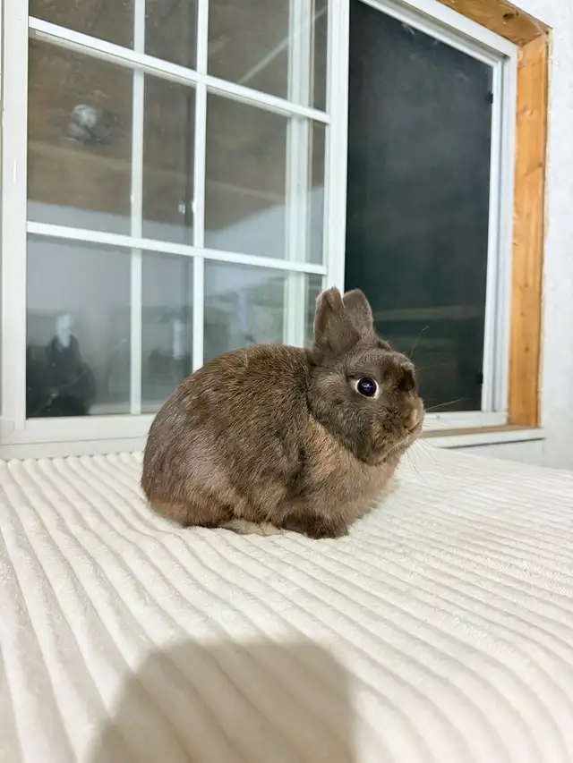 Adorable Netherland Dwarf Bunny