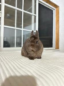 Adorable Netherland Dwarf Bunny - Photo 3