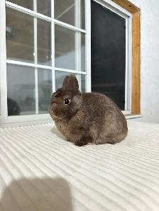 Adorable Netherland Dwarf Bunny - Photo 4