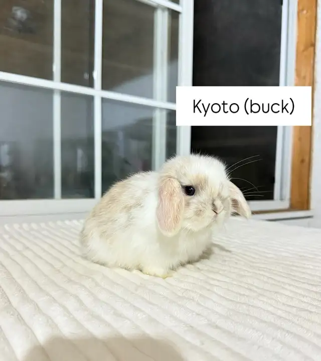 Adorable Holland Lop baby bunnies