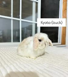 Adorable Holland Lop baby bunnies