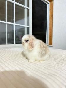 Adorable Holland Lop baby bunnies - Photo 2