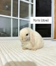 Adorable Holland Lop baby bunnies - Photo 3
