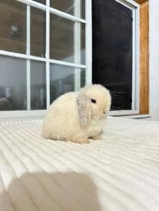 Adorable Holland Lop baby bunnies - Photo 4