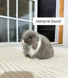 Adorable Holland Lop baby bunnies - Photo 5