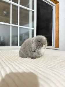 Adorable Holland Lop baby bunnies - Photo 6