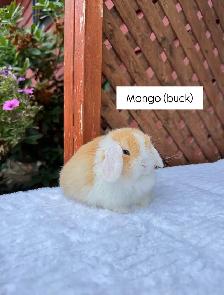 Adorable Holland Lop baby bunnies - Photo 7