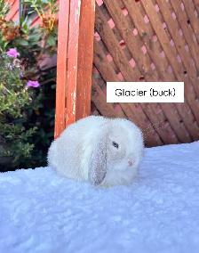 Adorable Holland Lop baby bunnies - Photo 8