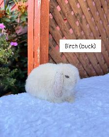 Adorable Holland Lop baby bunnies - Photo 9
