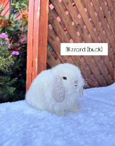 Adorable Holland Lop baby bunnies - Photo 10
