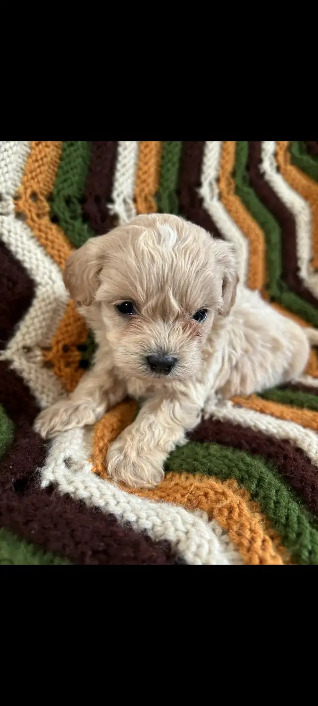 Maltipoo Puppies