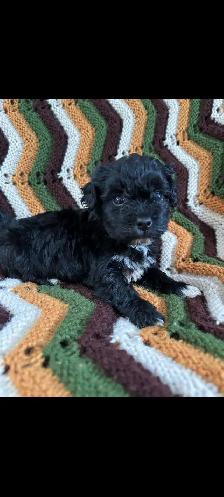 Maltipoo Puppies - Photo 2