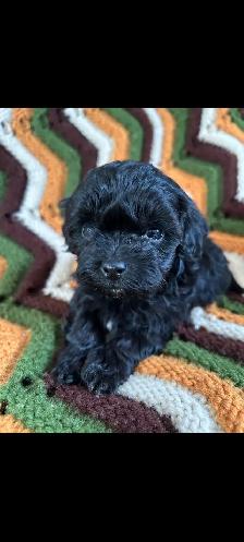 Maltipoo Puppies - Photo 3