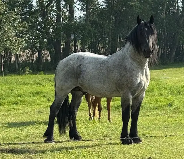 Blue Roan Draft Stallion