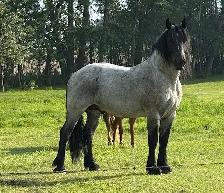 Blue Roan Draft Stallion