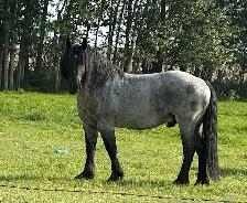 Blue Roan Draft Stallion - Photo 2