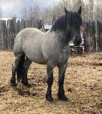 Blue Roan Draft Stallion - Photo 3
