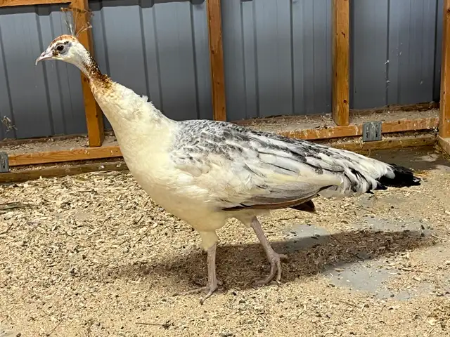 Black Shoulder Peahen