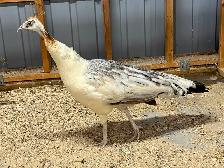 Black Shoulder Peahen