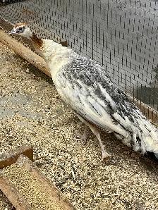 Black Shoulder Peahen - Photo 2