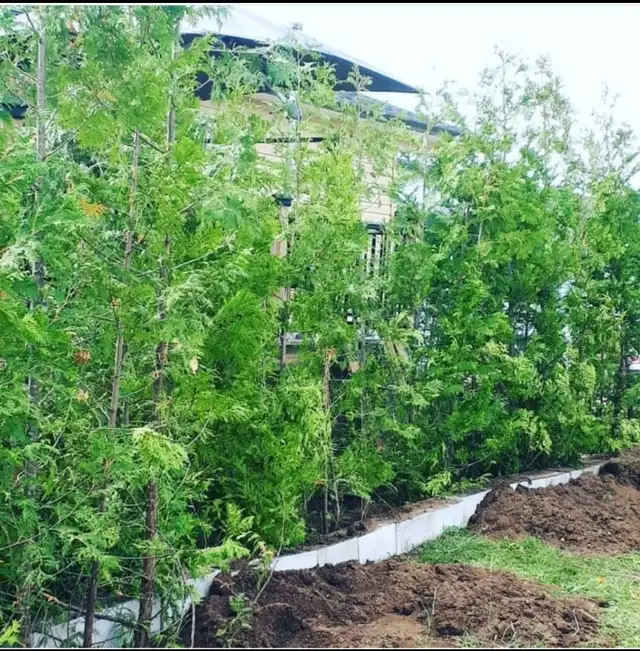 CHEAP EASTERN WHITE CEDARS FOR HEDGES