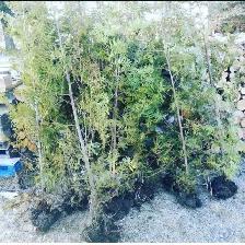 CHEAP EASTERN WHITE CEDARS FOR HEDGES - Photo 3