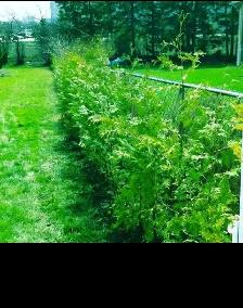 CHEAP EASTERN WHITE CEDARS FOR HEDGES - Photo 6