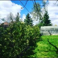 CHEAP EASTERN WHITE CEDARS FOR HEDGES - Photo 7