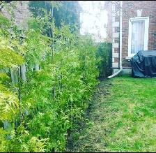 CHEAP EASTERN WHITE CEDARS FOR HEDGES - Photo 8