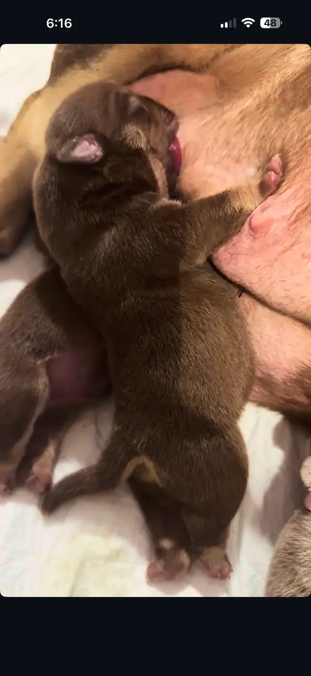 EXOTIC MICRO BULLY
