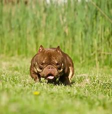 EXOTIC MICRO BULLY - Photo 2