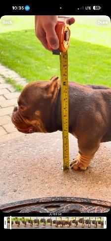 EXOTIC MICRO BULLY - Photo 3