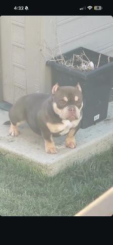 EXOTIC MICRO BULLY - Photo 4