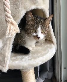 Young Tabby Cat Looking For Loving Home