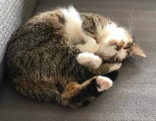 Young Tabby Cat Looking For Loving Home - Photo 2