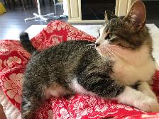 Young Tabby Cat Looking For Loving Home - Photo 3
