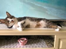 Young Tabby Cat Looking For Loving Home - Photo 4