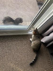 Young Tabby Cat Looking For Loving Home - Photo 5