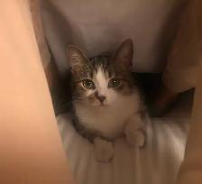 Young Tabby Cat Looking For Loving Home - Photo 7