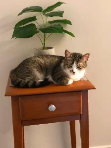 Young Tabby Cat Looking For Loving Home - Photo 8