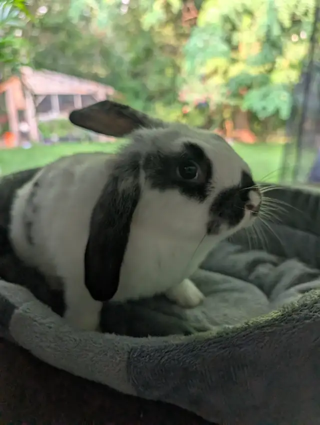 Beautiful bunnies ready for their new home.