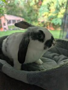 Beautiful bunnies ready for their new home.