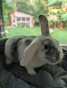 Beautiful bunnies ready for their new home. - Photo 2