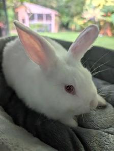 Beautiful bunnies ready for their new home. - Photo 3